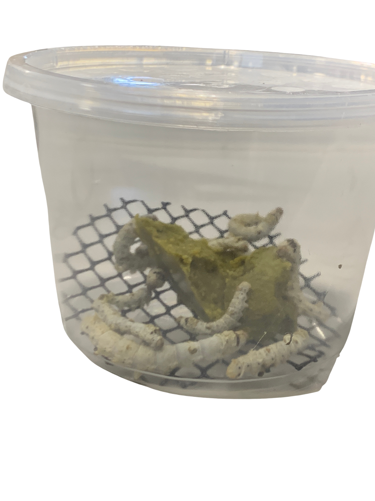 Silkworm - Pod of 12