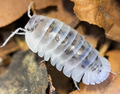 Shiro Utsuri Isopods — Nesodillo cf. arcangelii