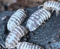 Chocolate Zebra Isopods — Armadillidium maculatum