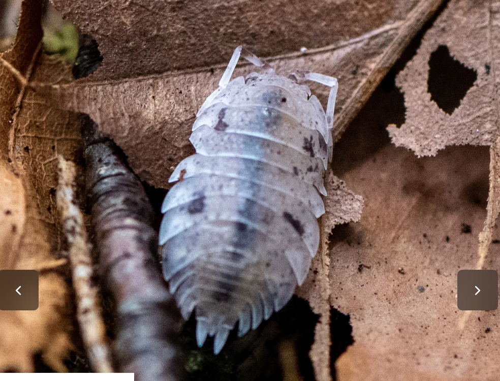 Dalmatian Isopods — Porcellio scaber
