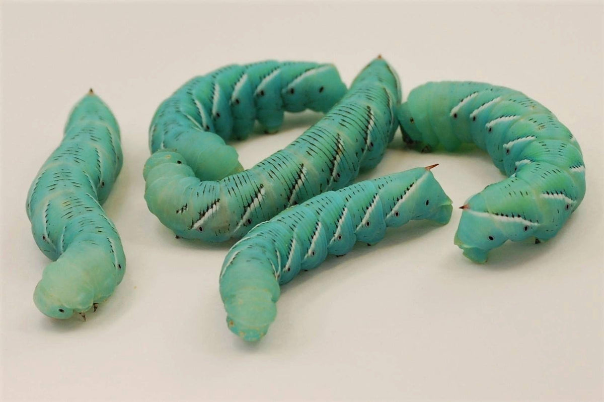 Hornworms