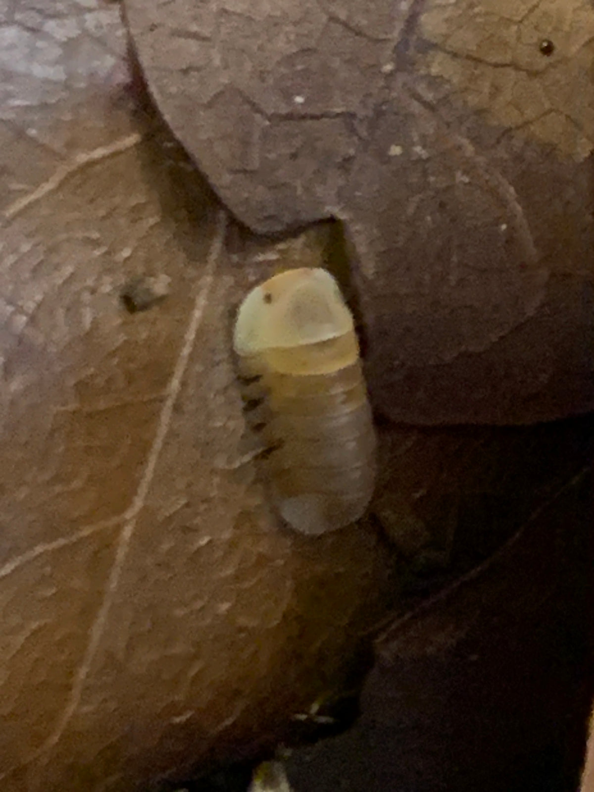 Blonde Ducky - Cubaris sp