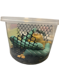 Hornworm pod - 6 Hornworms