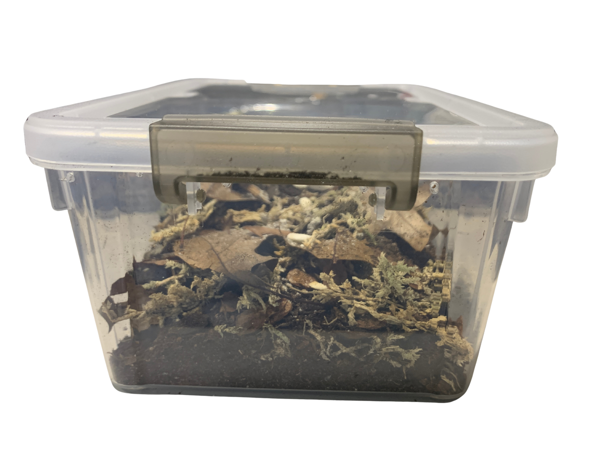Isopod Kit