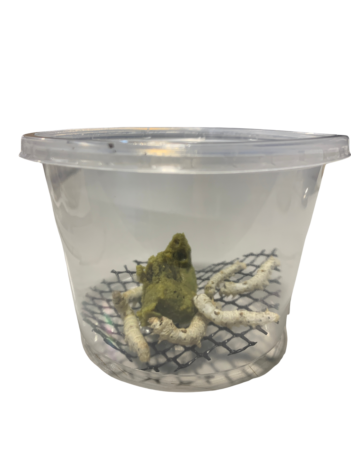 Silkworms — Pod of 6