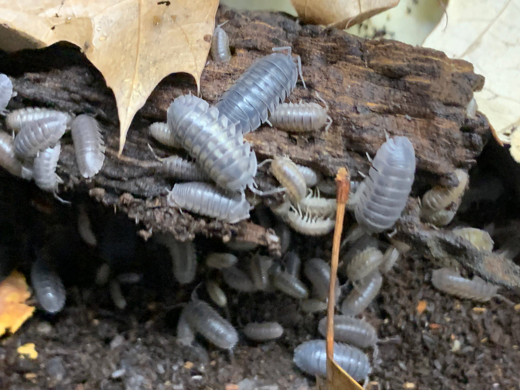 Dark grey rough woodlouse — Porcellio scaber