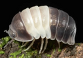 Panda King Isopods — Cubaris sp.