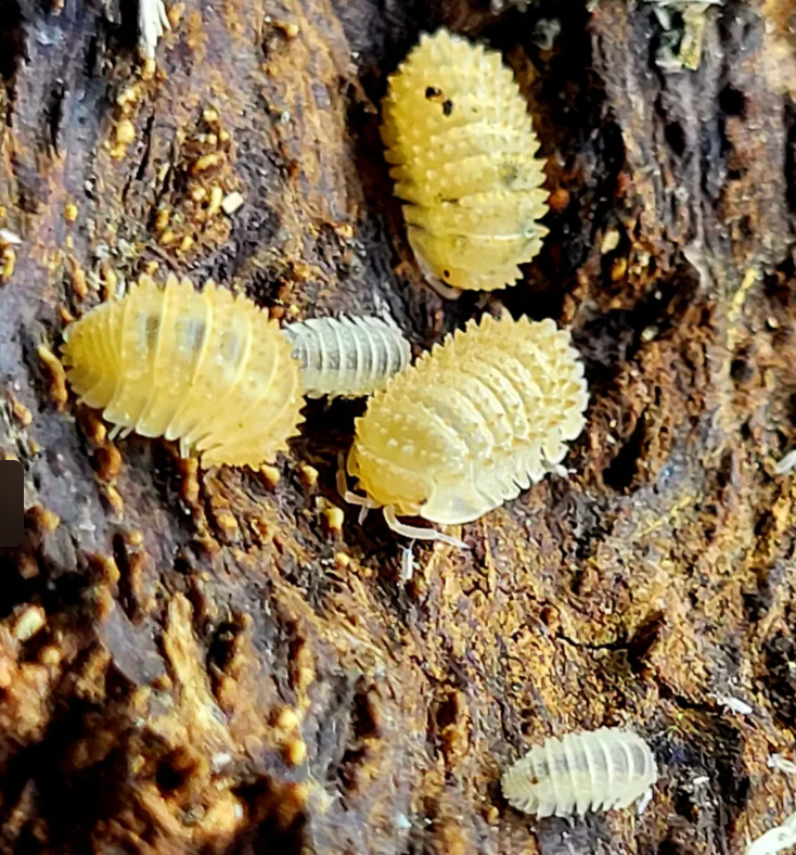 Pineapple Isopods — Cristarmadillidium muricatum
