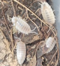 Snow White Isopod — Porcellio laevis