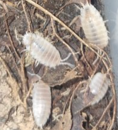 Snow White Isopod — Porcellio laevis
