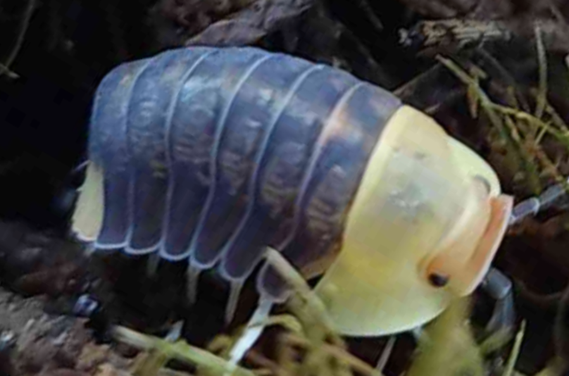 Rubber Ducky Isopods — Cubaris sp.