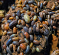 Gem Mix Isopods — Armadillidium vulgare