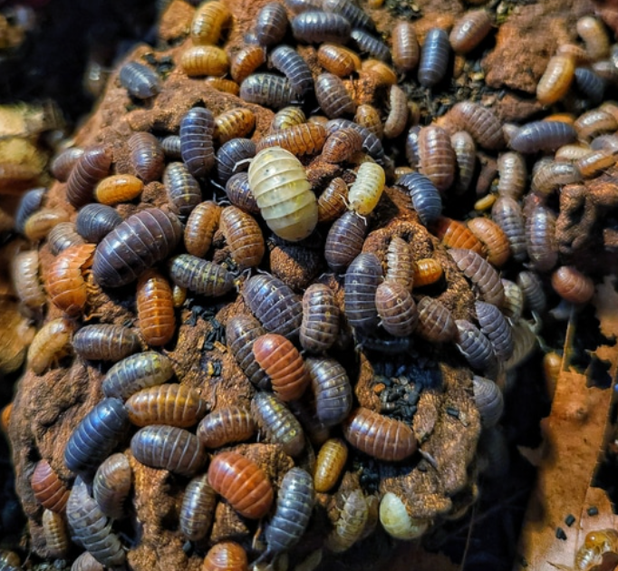 Gem Mix Isopods — Armadillidium vulgare