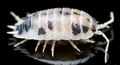 Dairy Cow Isopod -  Porcellio laevis