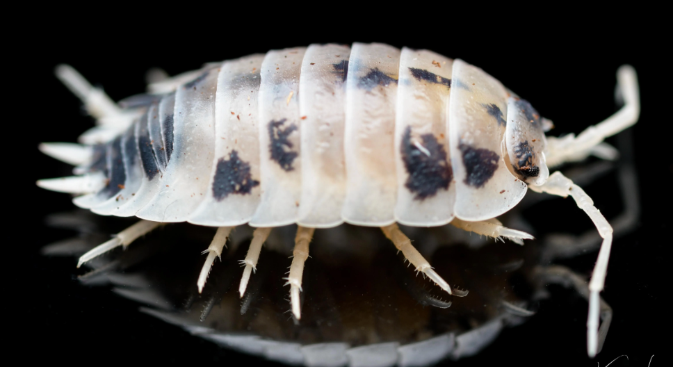 Dairy Cow Isopod -  Porcellio laevis