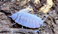 Powder Blue Isopods — Porcellionides pruinosus