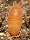 Powder Orange Isopod- Porcellionides Pruinosus