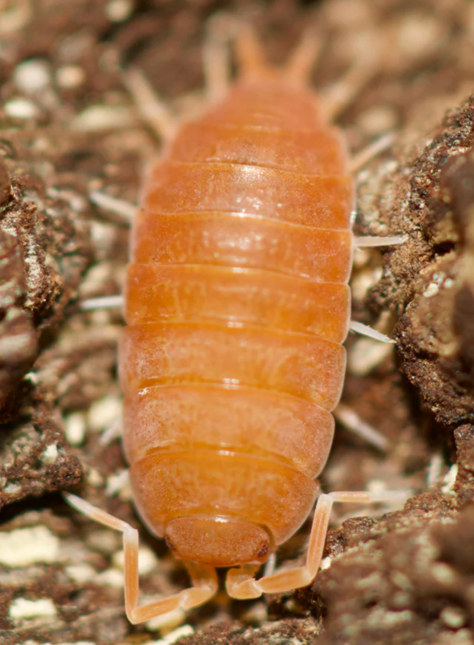 Powder Orange Isopod- Porcellionides Pruinosus