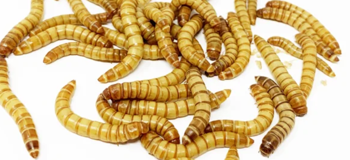 Mealworms