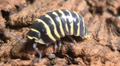 Yellow Zebra Isopods — Armadillidium maculatum