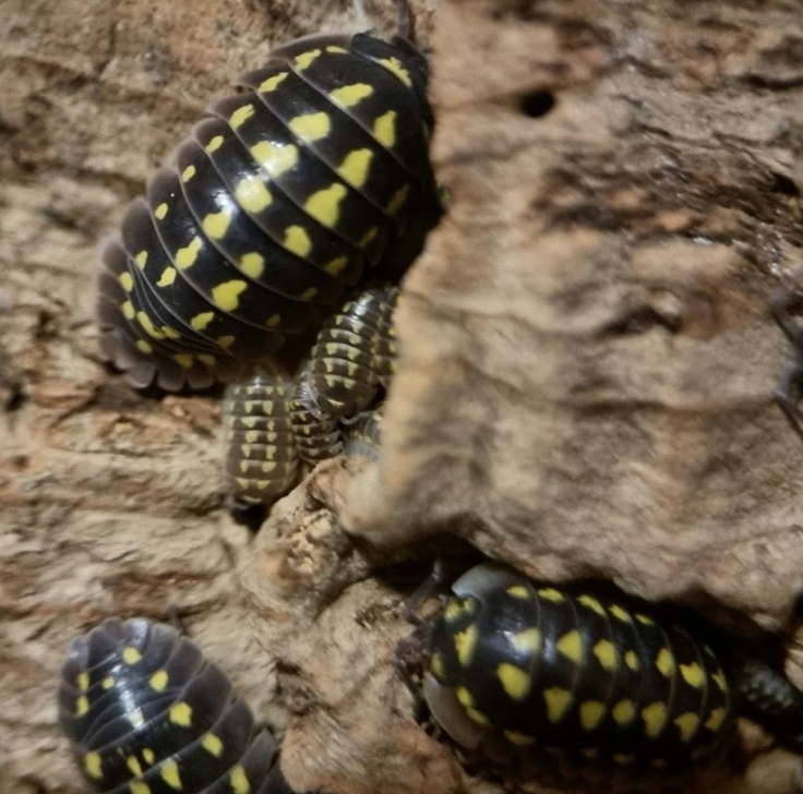 Gestroi Isopods — Armadillidium gestroi