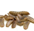 Black Soldier Fly Larvae