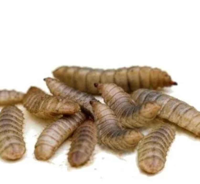 Black Soldier Fly Larvae