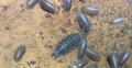 Dark grey rough woodlouse — Porcellio scaber