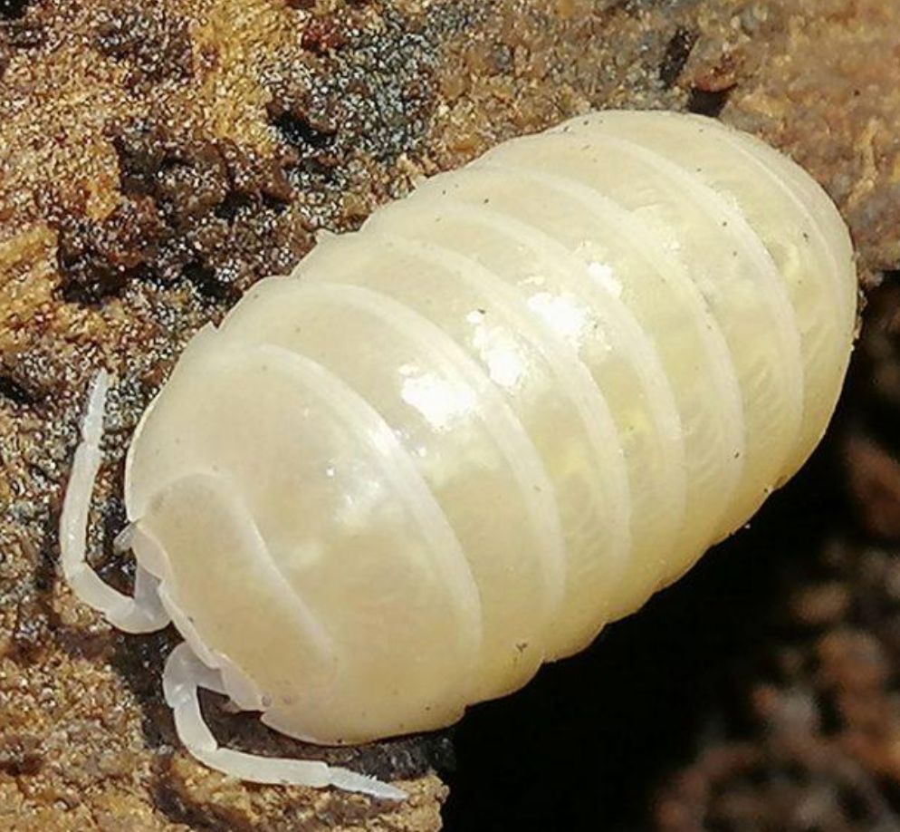 Albino  — Armadillidium vulgare