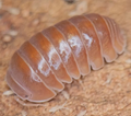 Orange Crush Isopods — Armadillo officinalis