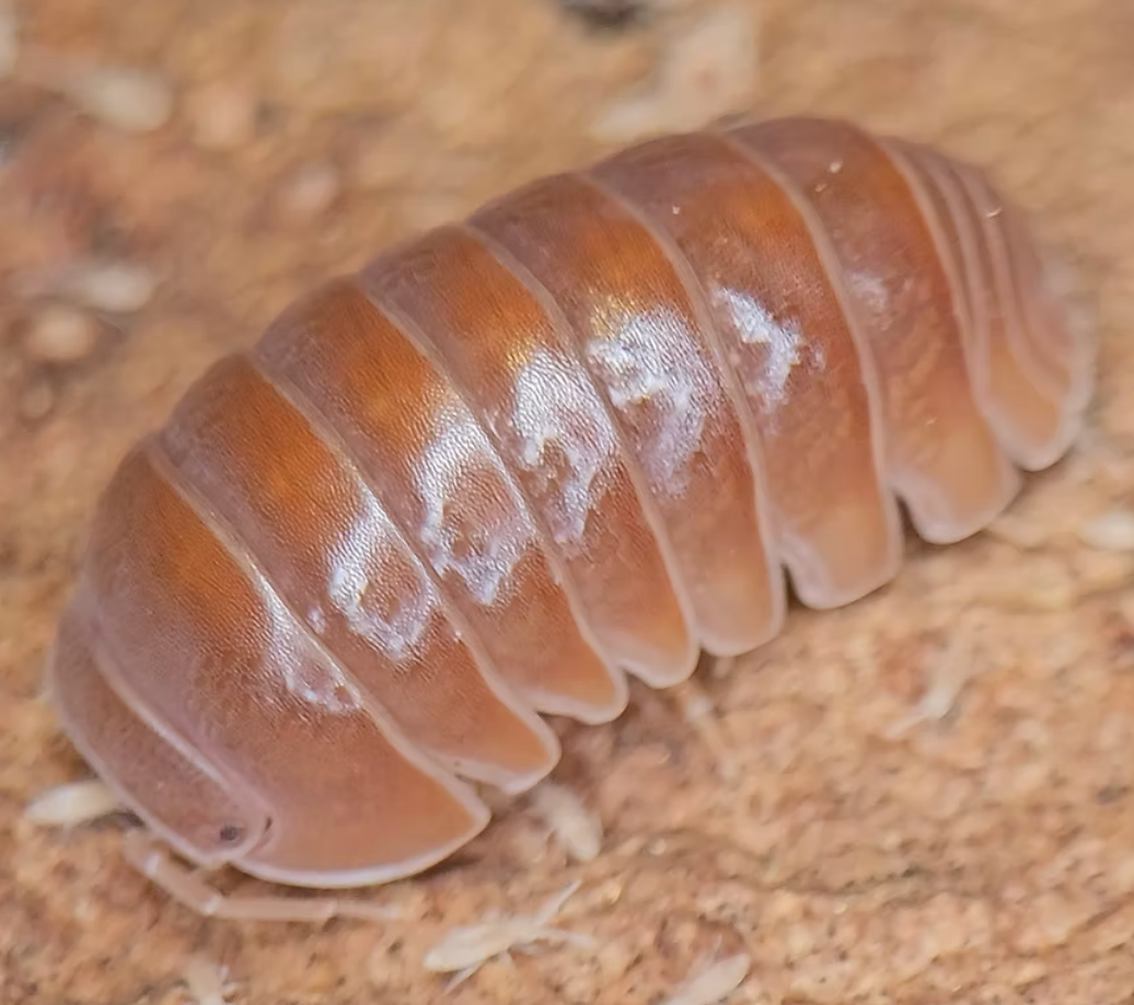 Orange Crush Isopods — Armadillo officinalis