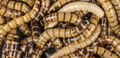 Superworms
