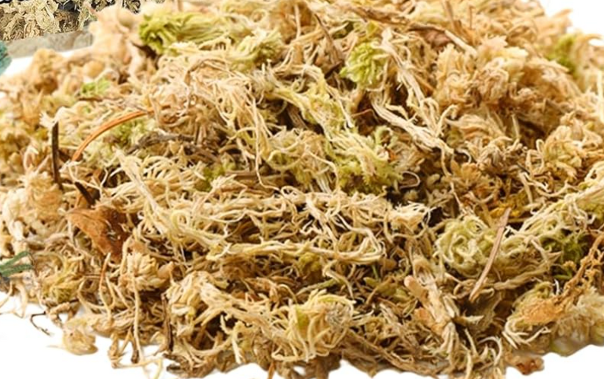 Sphagnum Moss — 1 LB Bag