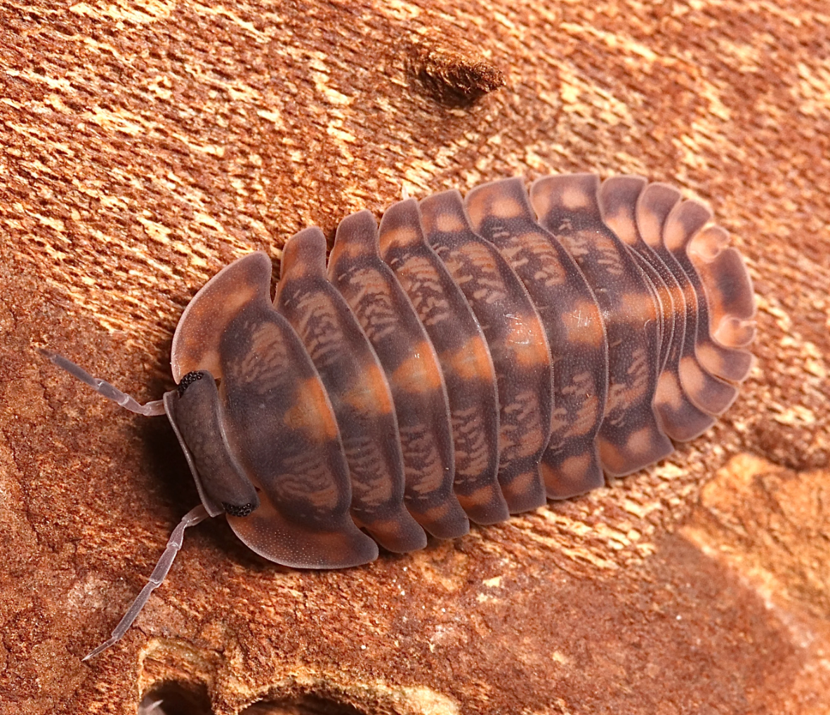 Red Tiger - Cubaris sp