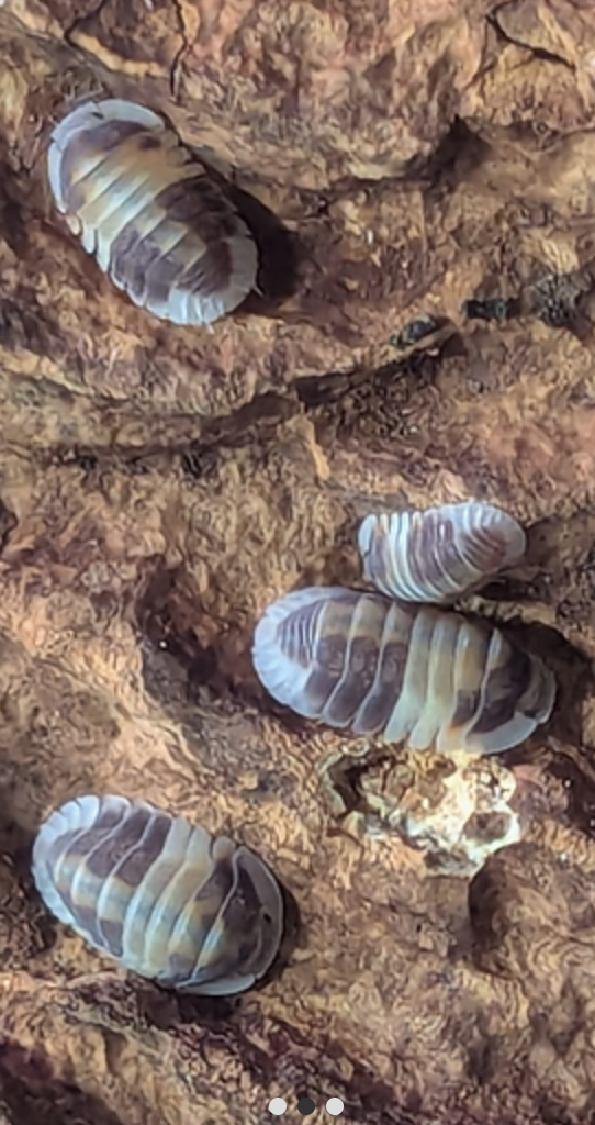 Cappuccino - Cubaris sp.