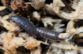Dwarf Purple Isopods - Trichoniscus sp.