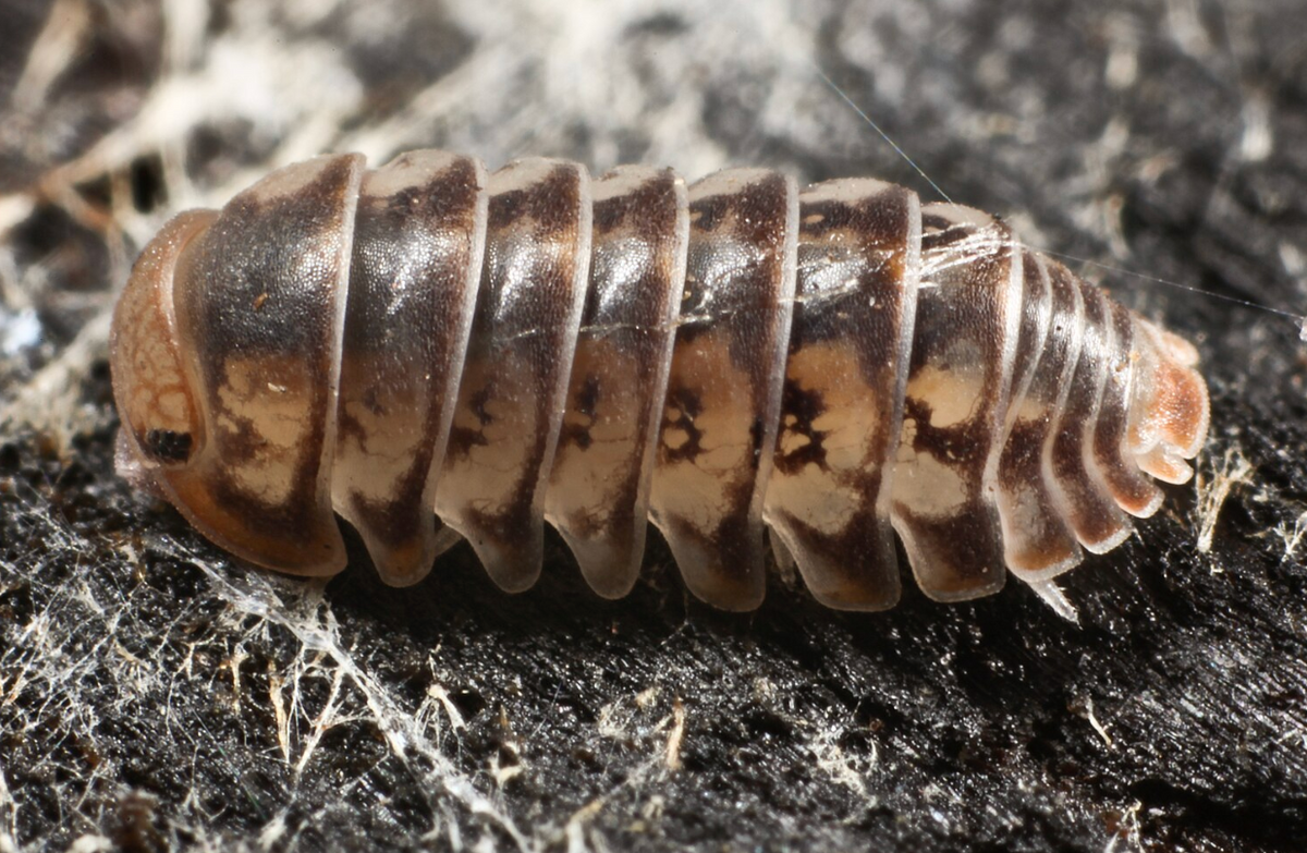 Venezillo parvus - Little Roly-Poly
