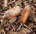 Powder Creamsicle Orange - Porcellionides pruinosus