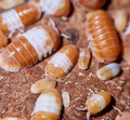 Red Panda Isopods -Cubaris sp.