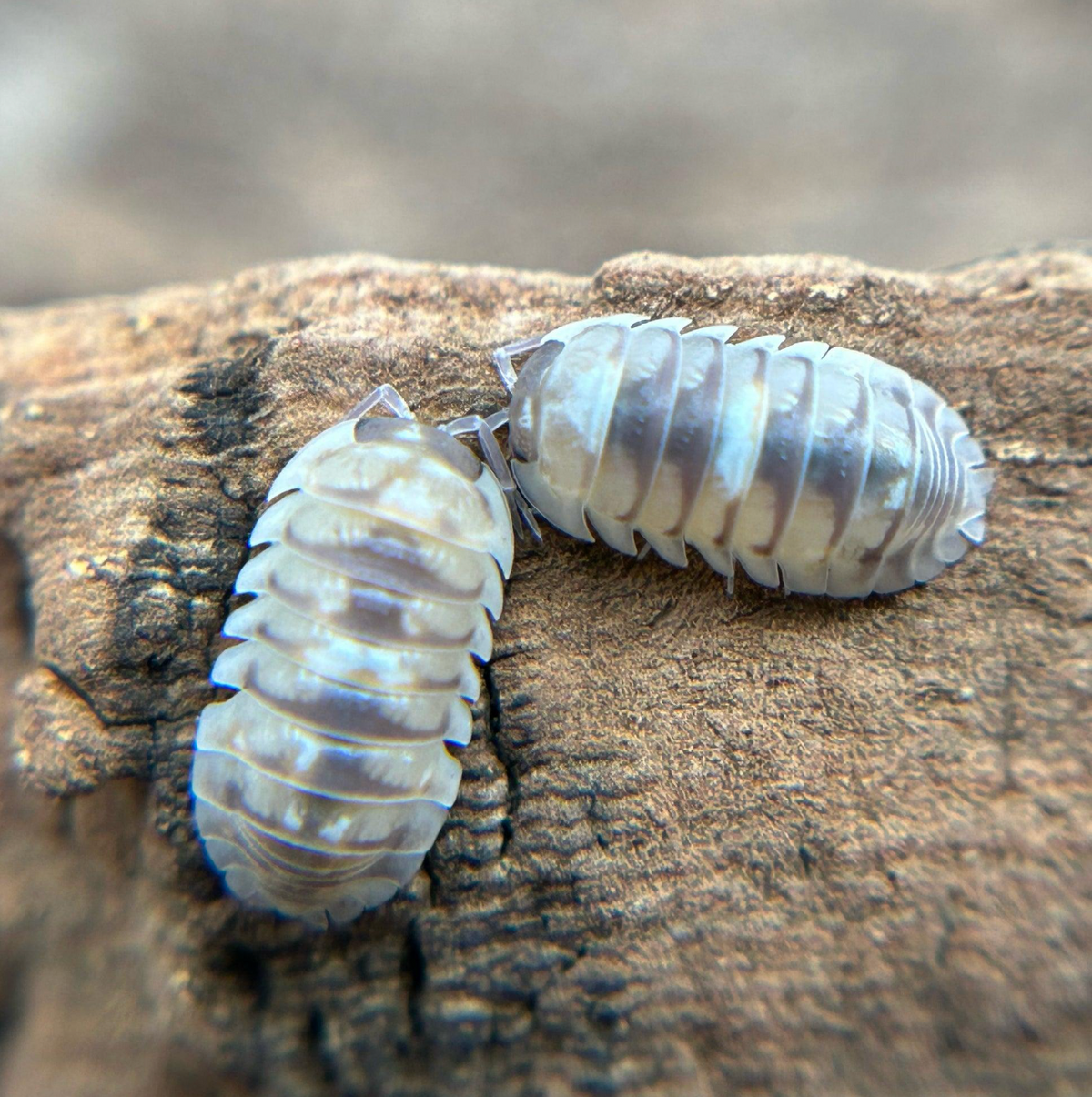 Marbleized-  Armadillidium espanyoli
