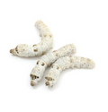 Silkworms bulk