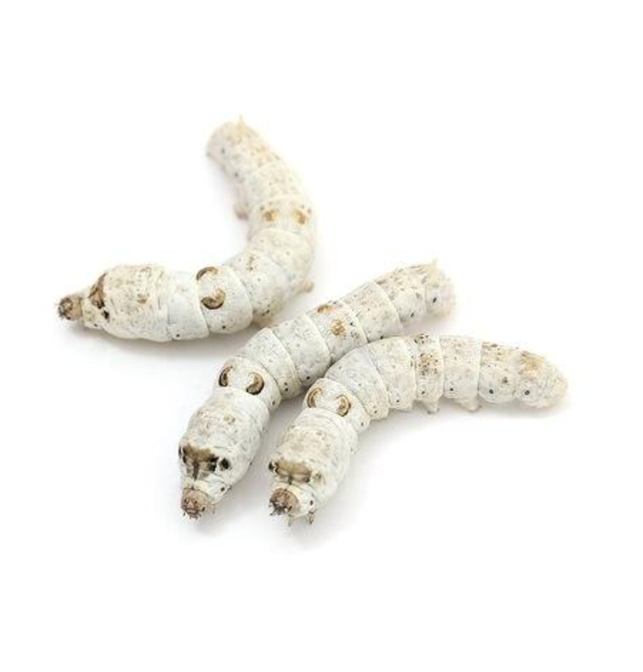 Silkworms bulk