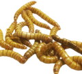 Giant Mealworms