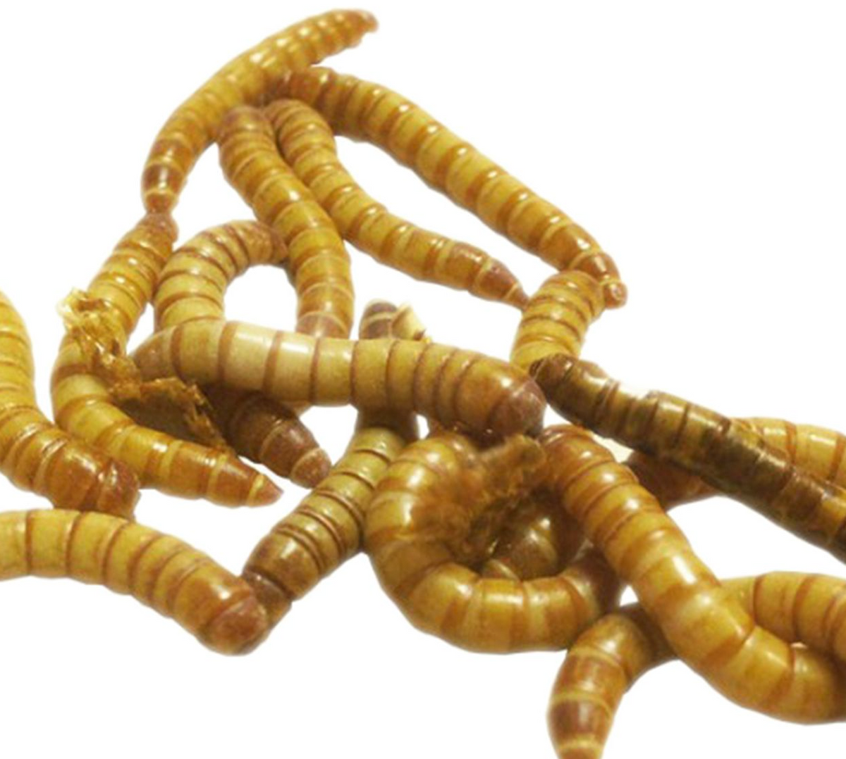 Giant Mealworms
