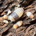 White Shark Isopods — Cubaris sp.