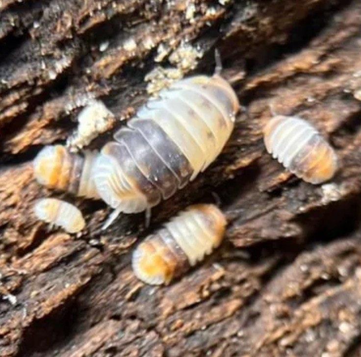 White Shark Isopods — Cubaris sp.