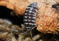Zebra Isopods — Armadillidium maculatum