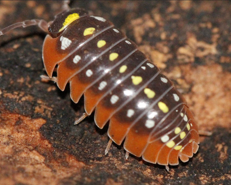 Clown Isopods — Armadillidium klugii