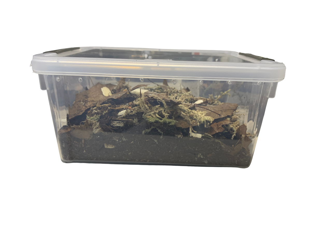 Isopod Kit