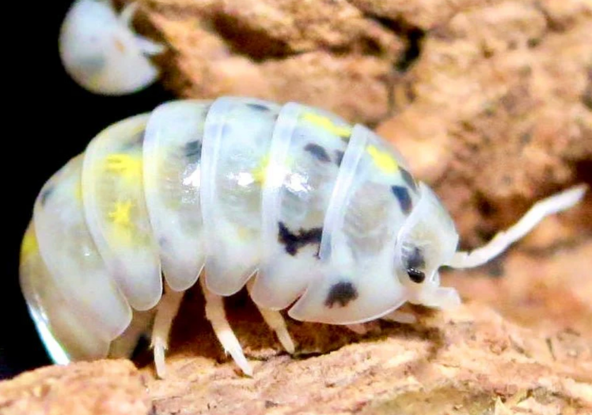 Magic Potion Isopods — Armadillidium vulgare